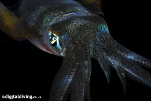 Big Fin Reef Squid by David Henshaw 
